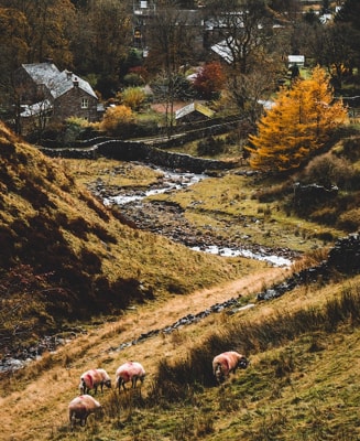 sheep in a field